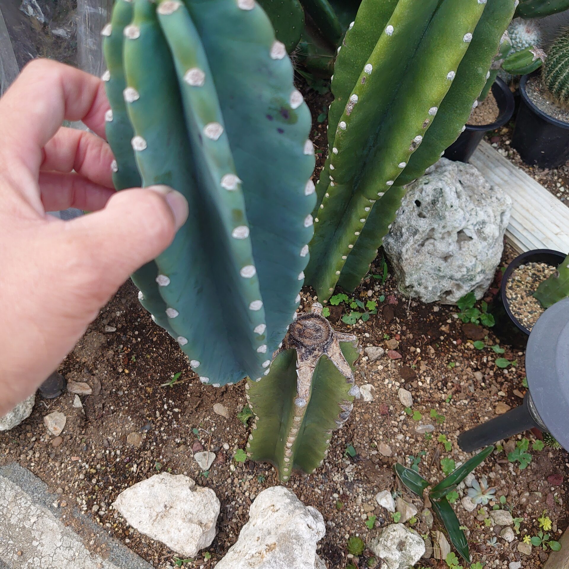 柱サボテン 鬼面角の花 Plants Bomb プランツボム サボテン 多肉植物