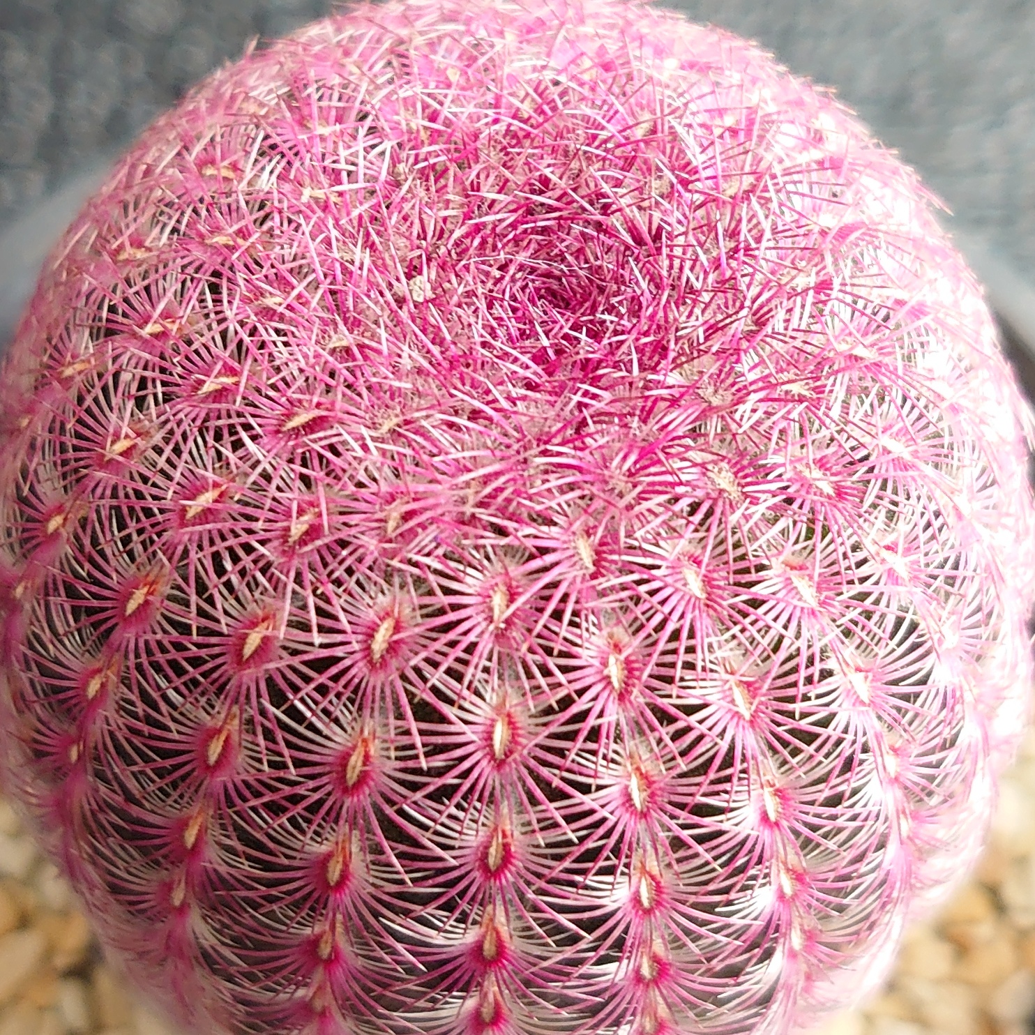 エキノセレウス 紫太陽 – PLANTS BOMB プランツボム サボテン 多肉植物