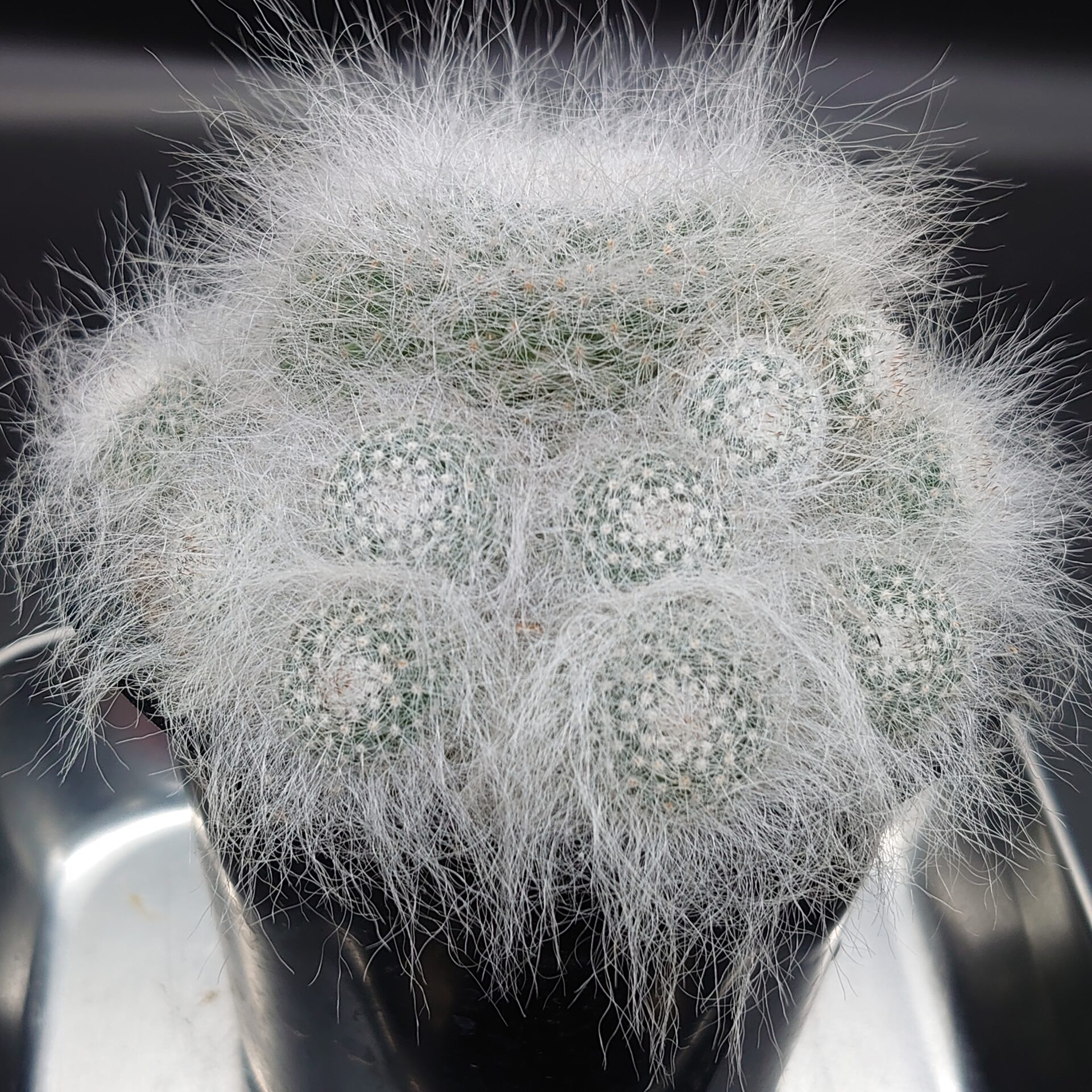 マミラリア 玉翁殿 Mammillaria hahniana f. lanata 実生株 毛長 選別
