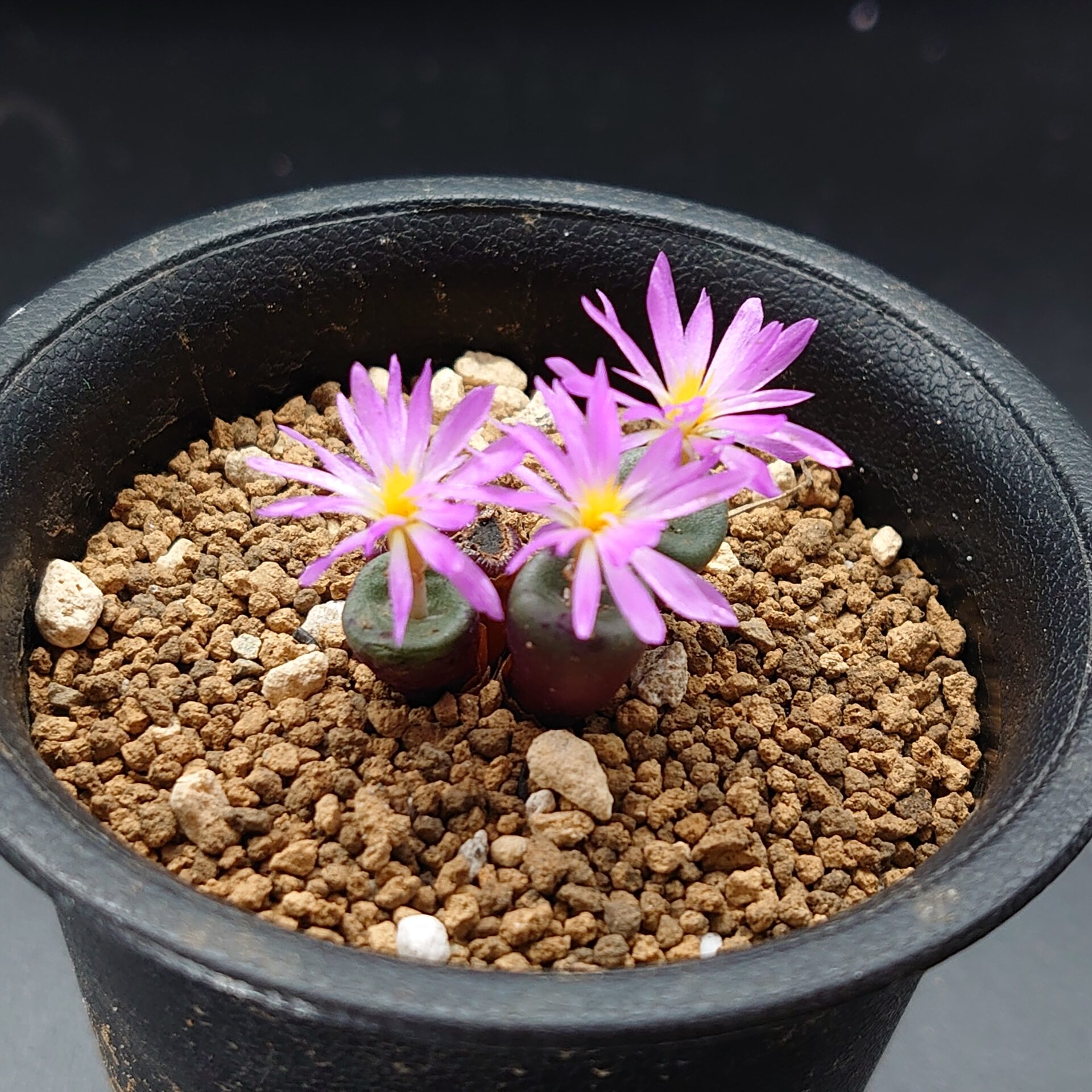 コノフィツム ヌダム バリエンス – PLANTS BOMB プランツボム サボテン