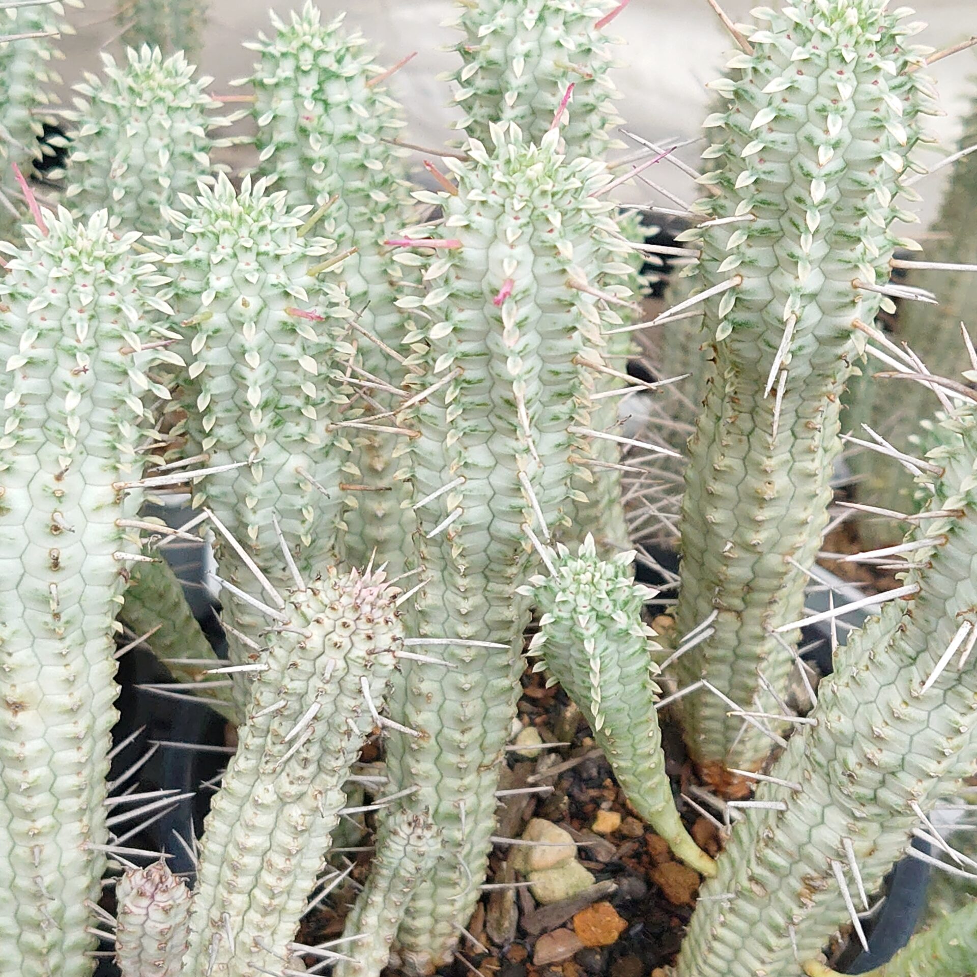 ユーフォルビア 白樺キリン – PLANTS BOMB プランツボム サボテン 多肉植物