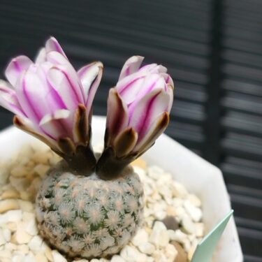 テロカクタス 紅鷹 Plants Bomb 多肉植物 サボテン プランツボム