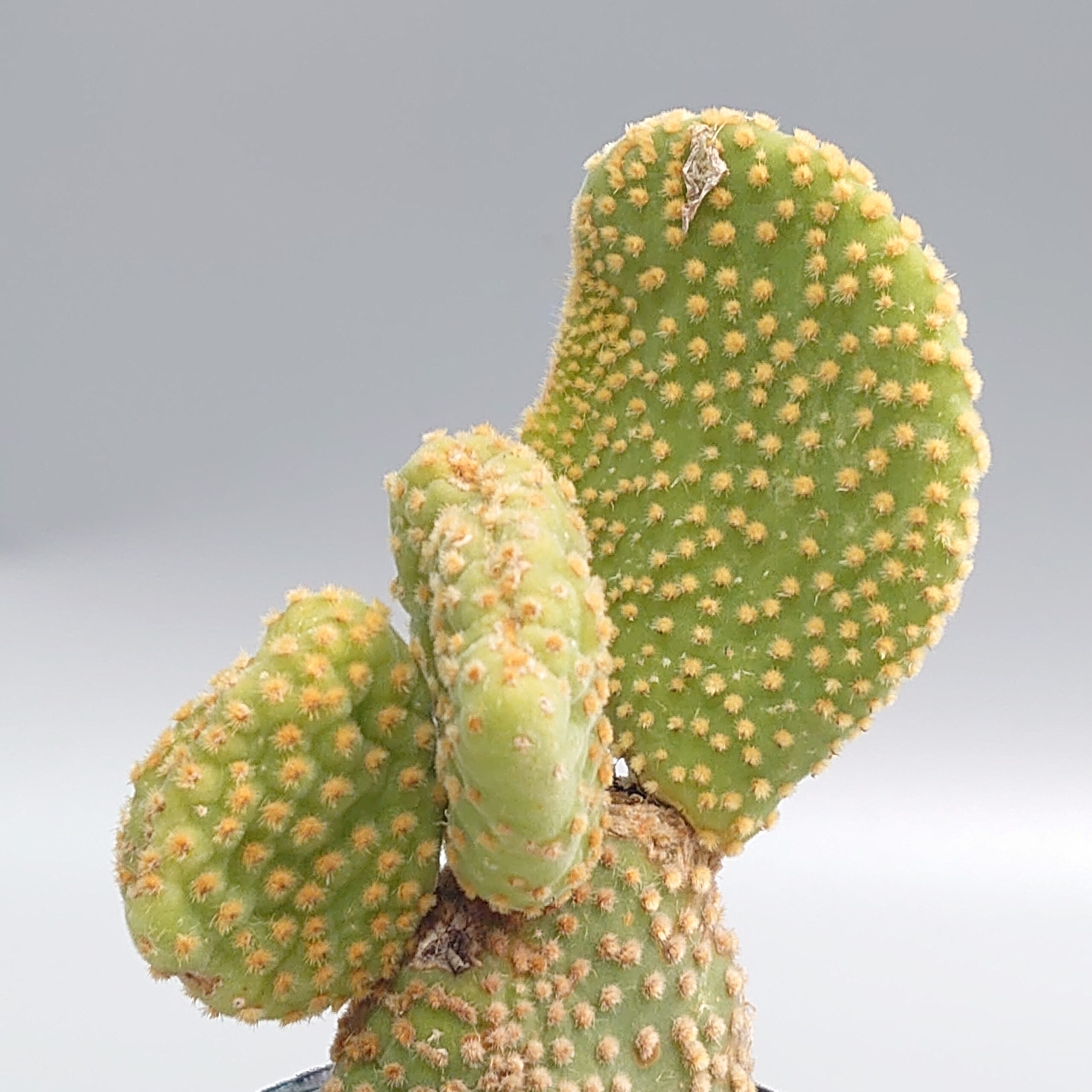 サボテン Ooo様売約済み 還城楽 (げんじょうらく) | PLANTS BOMB サボテン Ooo様売約済み 還城楽 (げんじょうらく) | PLANTS BOMB