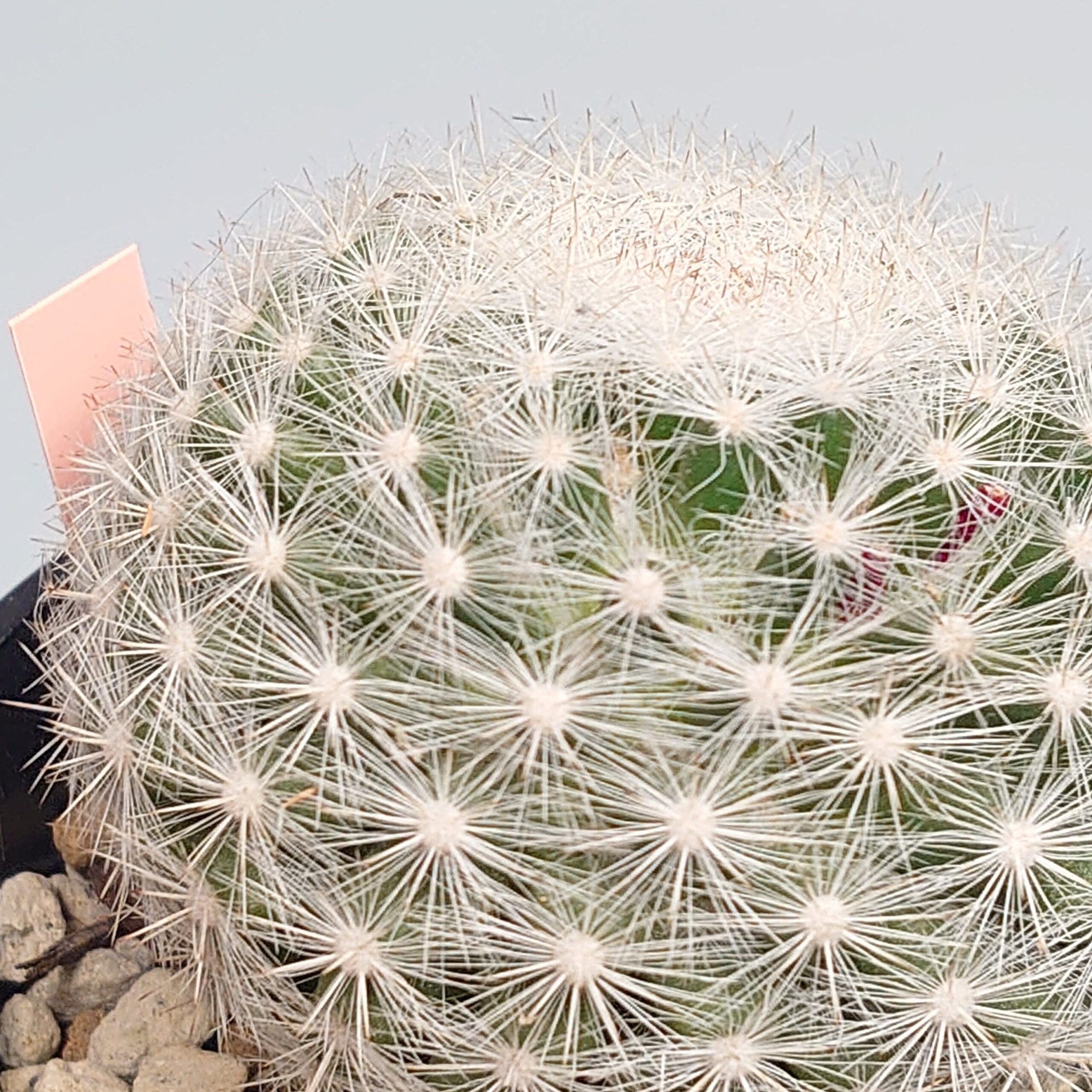 マミラリア 満月 – PLANTS BOMB プランツボム サボテン 多肉植物