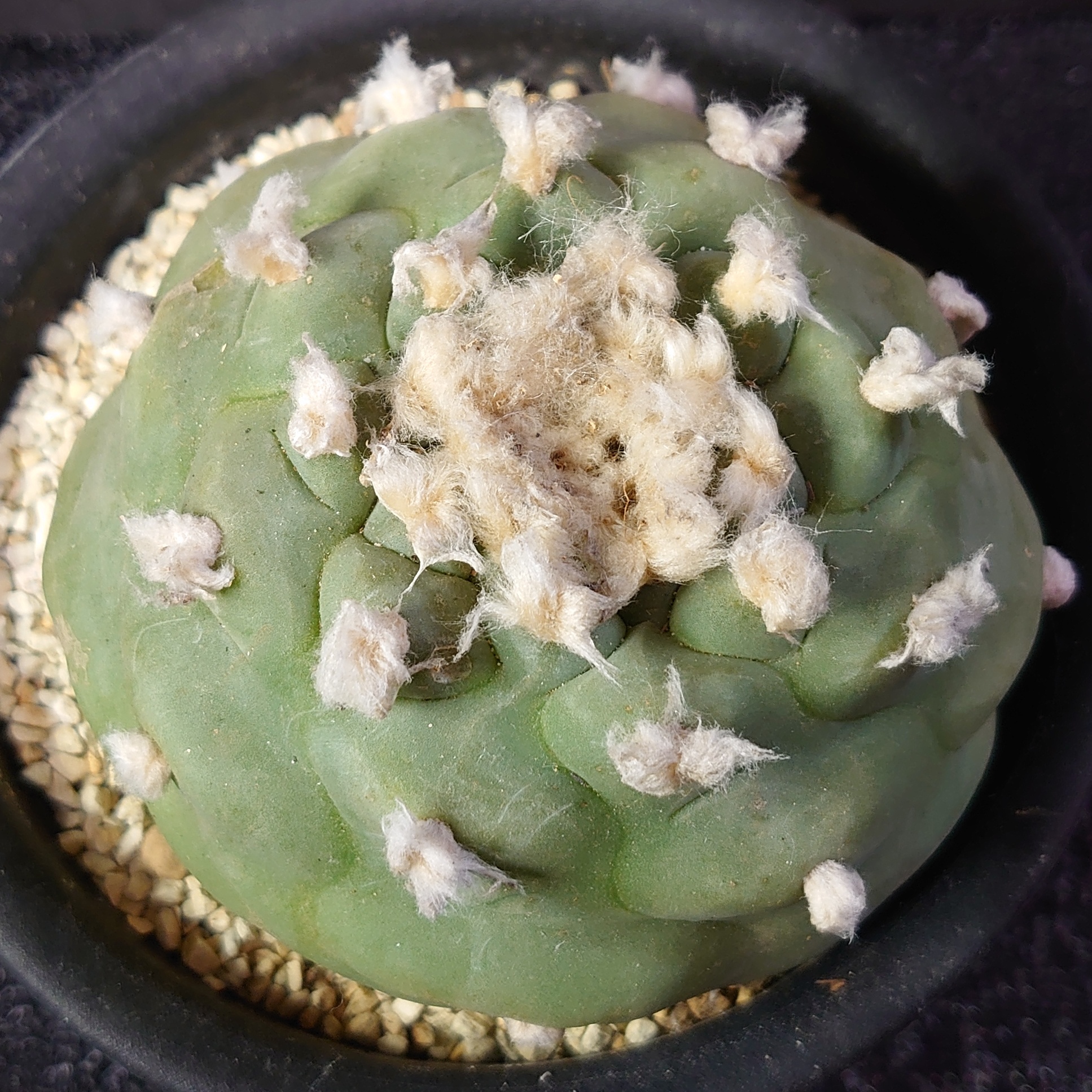ロフォフォラ 翠冠玉 まるくて、強くて、愛おしい。 – PLANTS BOMB