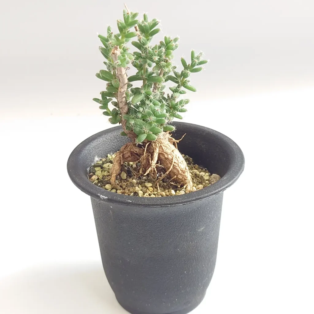 Trichodiadema bulbosum（姫紅小松）の鉢植えの姿