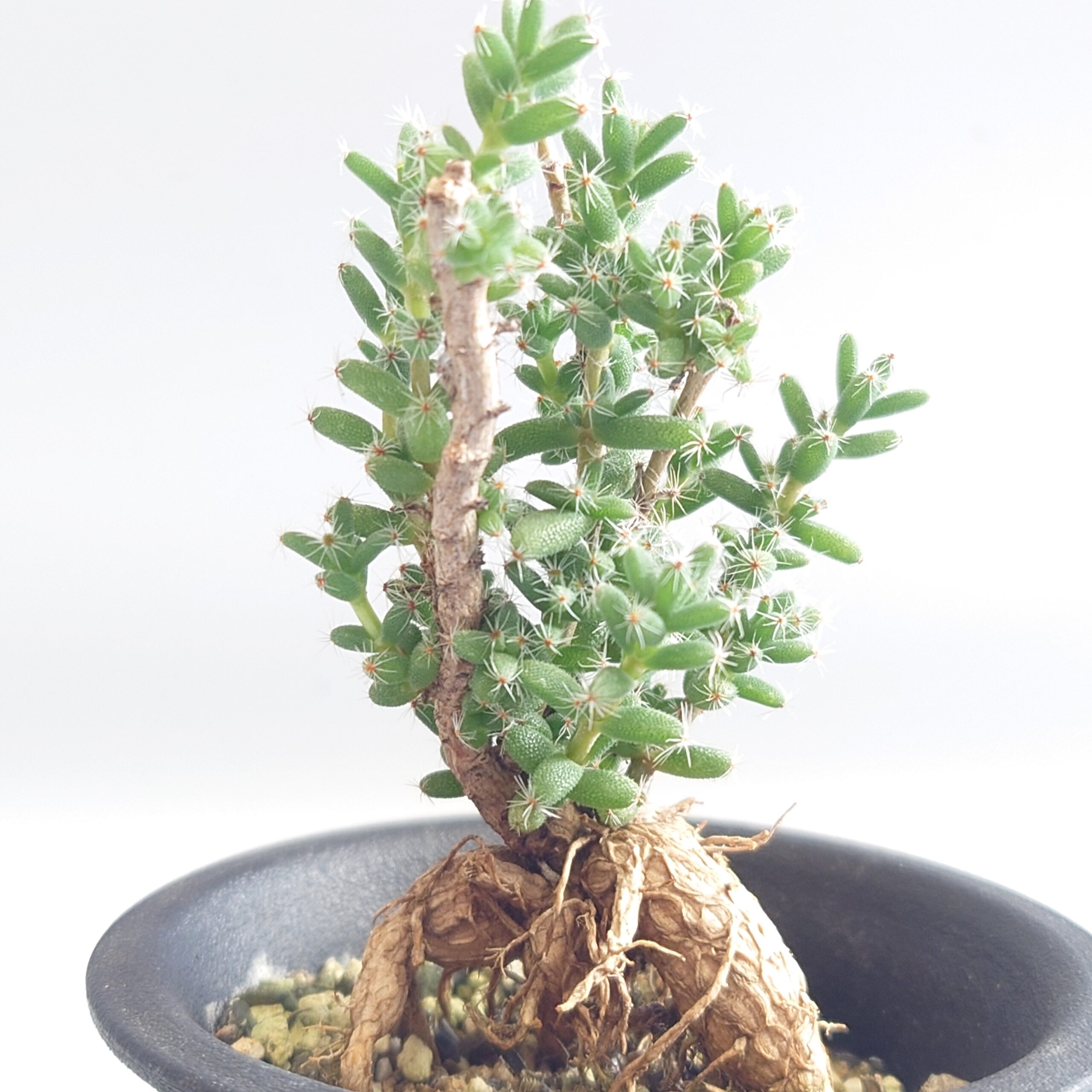 観葉植物 1920.多肉植物 姫紅小松 トリコディアデマ Trichodiadema