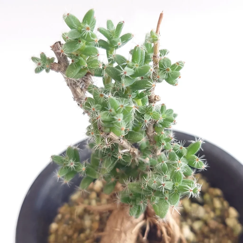 Trichodiadema bulbosum（姫紅小松）の葉のアップ