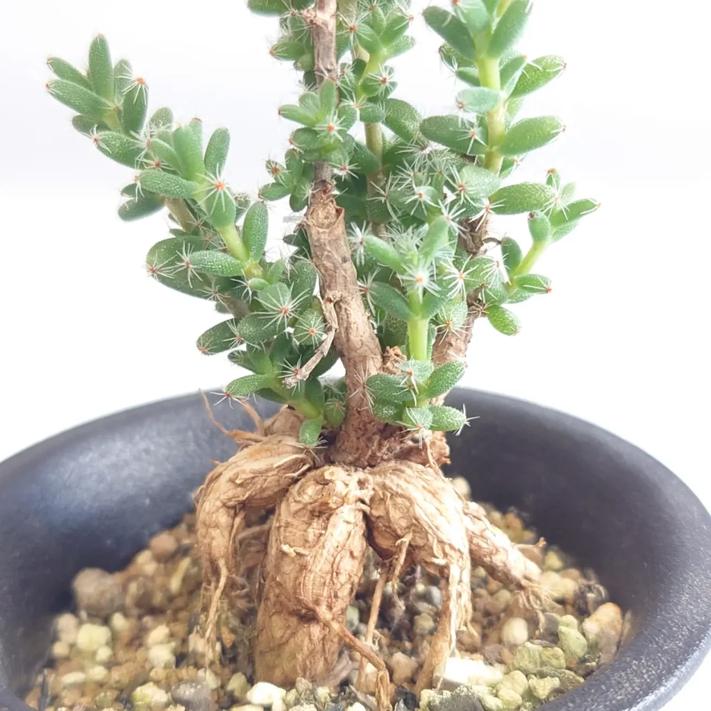 Trichodiadema bulbosum（姫紅小松）の塊根