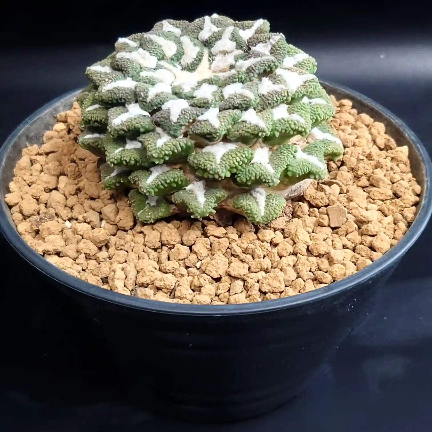 黒い鉢に植えられたアリオカルプス超大疣黒牡丹の株元アップ写真。ごつごつした大疣と白い羊毛が星模様のように浮かび上がる迫力ある株姿