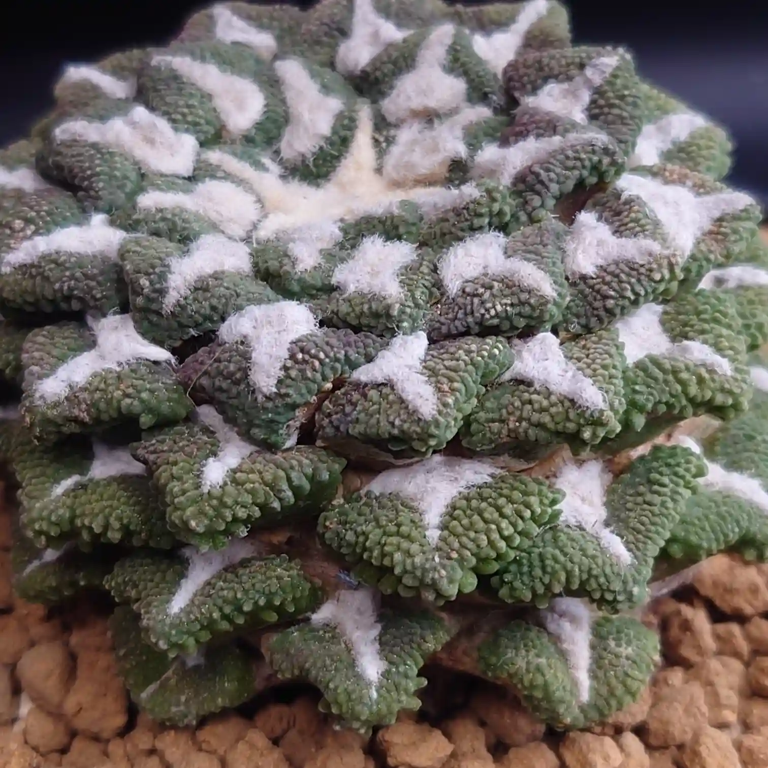 アリオカルプス超大疣黒牡丹の株元アップ写真。層をなして重なり合う大きな疣と白い羊毛が立体的に浮かび上がる迫力ある姿