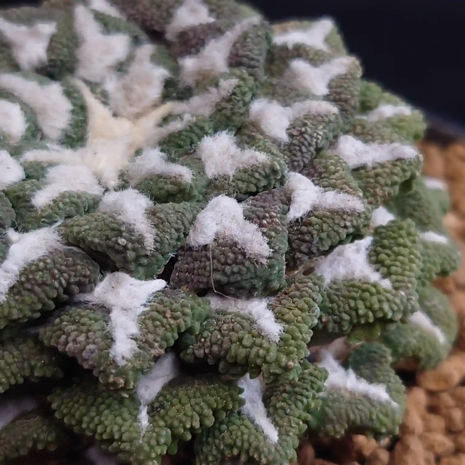 アリオカルプス超大疣黒牡丹の疣を斜めから捉えた写真。層を重ねるように並ぶゴツゴツした疣と白い羊毛が、立体感のある模様として浮かび上がる