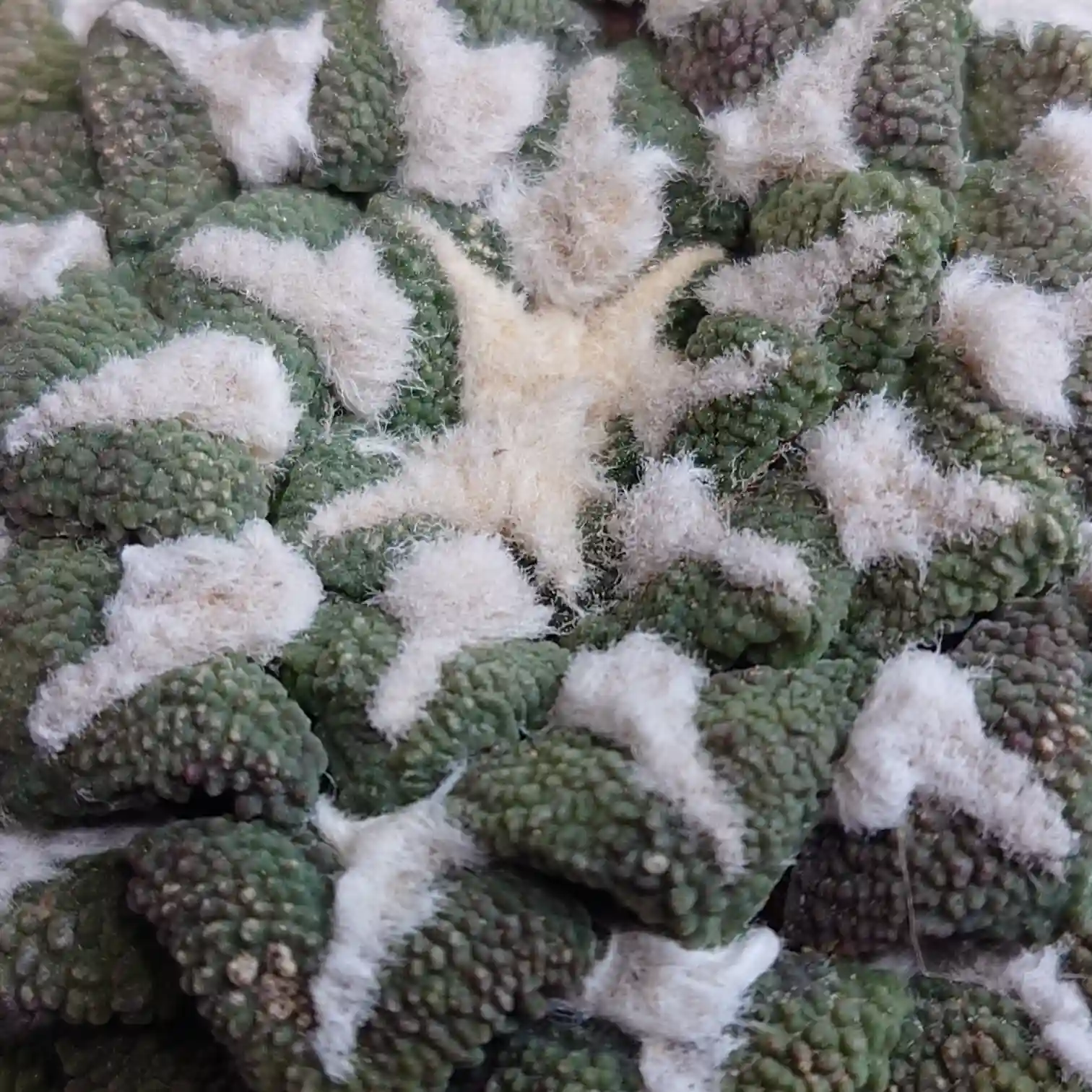 アリオカルプス超大疣黒牡丹の疣と白い羊毛をクローズアップした写真。細かな凹凸とふわふわした毛並みがじゅうたんのように重なり合う質感がわかる一枚