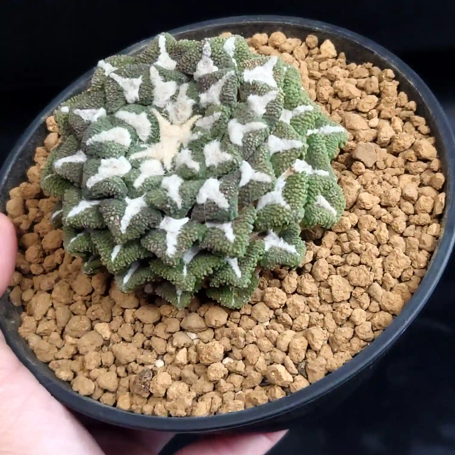 手のひらに載せられたアリオカルプス超大疣黒牡丹の上からの写真。星模様のような白い羊毛とぎゅっと詰まった大疣のボリューム感が伝わる一株